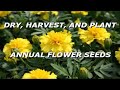 How to dry, harvest, and plant annual flower seeds for your flower garden. How to dry, harvest, and plant annual flower seeds for your flower garden.