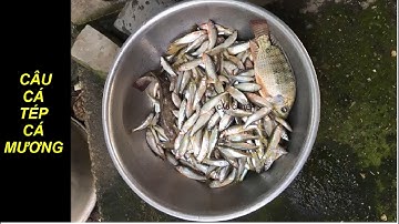 Cách câu cá mương cá tép đơn giản hiệu quả