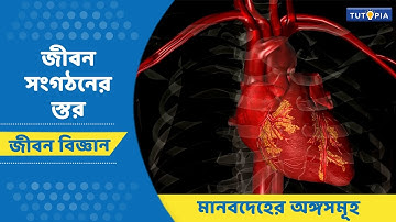 জীবন সংগঠনের স্তর | মানবদেহের অঙ্গসমূহ। জীবন বিজ্ঞান। নবম শ্রেণি । #lifescience #class9  #tutopia