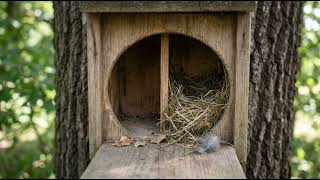 The Mouse Utopia That Fooled Everyone (It's Not Overpopulation)