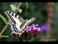 Papillons aux jardins de la prouse du mitan