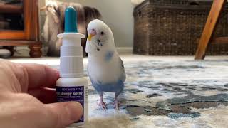 Skylend the Budgie is Obsessed with Nasal Spray and Booger Talk