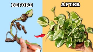 This is Way More EASY to SAVE A DYING Pothos(Money Plant) screenshot 4