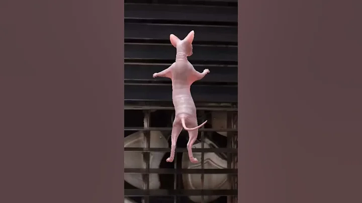 Video 11762631: cat dance funny sphynx
