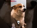 #dog#shortvideo