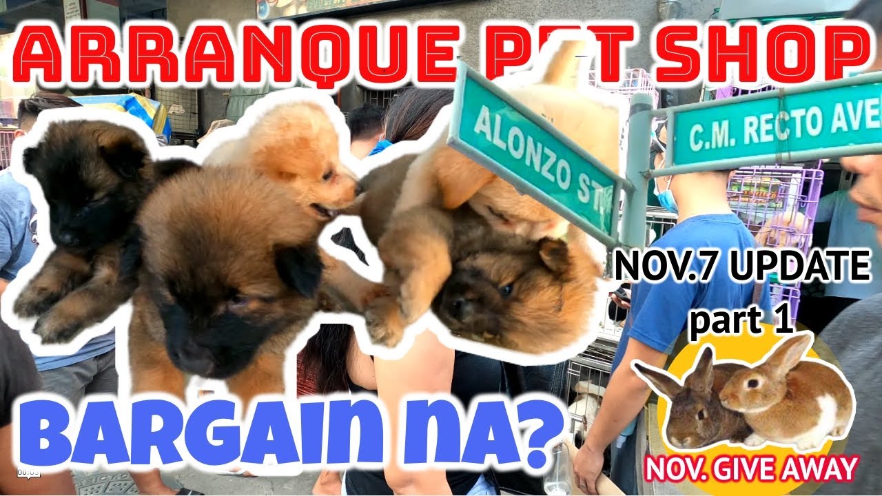 BARGAIN NA MGA PUPPIES? / ARRANQUE PET SHOP NOV. 7 Update YouTube
