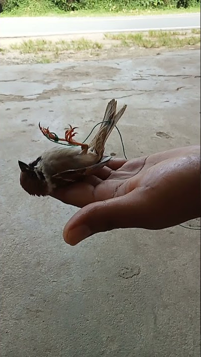 Pay close attention, this bird is pretending to be dead and doesn't realize its legs are tied #sh...