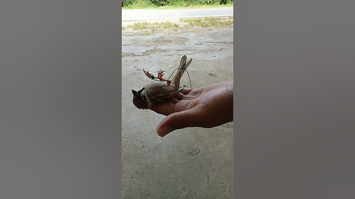 Perhatikan baik" Burung ini pura"mati nggak sadar kalo kakainya di ikat#shorts