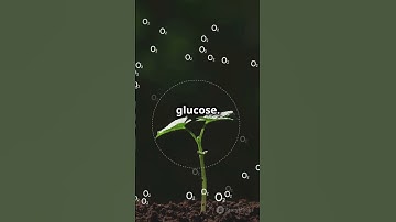 How Trees Make Oxygen  Fast Facts!