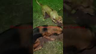 Rhodesian Ridgebacks and German Shepherd doing what they love. #bringonthekarens