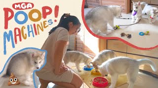 A DAY IN A LIFE OF 3 HUSKY PUPPIES SA LOOB NG KWARTO! (DAILY ROUTINE)