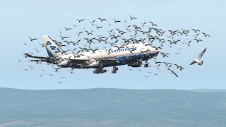 Boeing 747 Forced To Emergency Landing After Bird-Strke | X-Plane 11