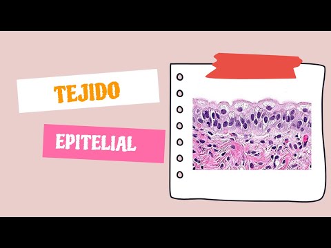 Video: CEACAM šeimos Epitelio Narių Signalai - Patogeninių Bakterijų Gleivinės Doko Vietos