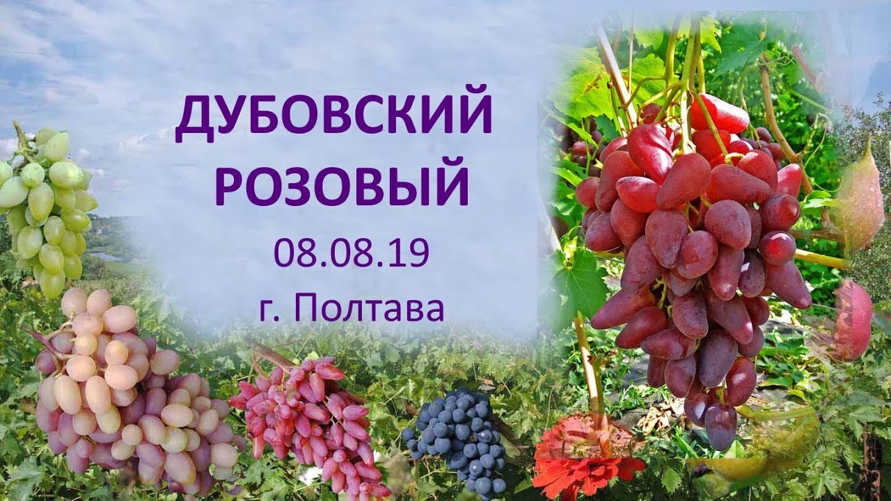 Виноград Артек Описание Сорта Фото Виноград Артек Описание Сорта Фото