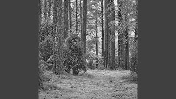 Scintillating Ambiance for Self Care