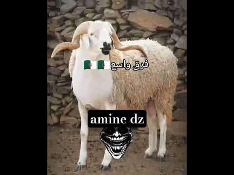 الفرق بين كبش رومانيا و كبش الجزائر