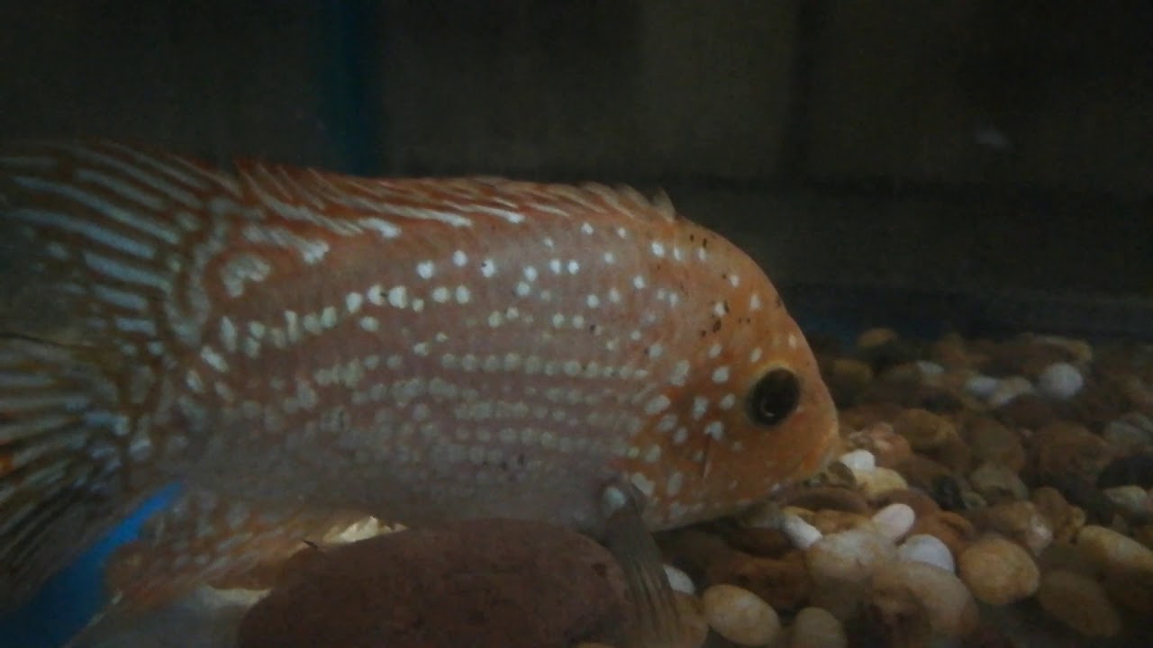 4.75" female red Texas Cichlid