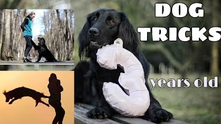 Dog tricks by flat coated retriever Alpha | 3 years old