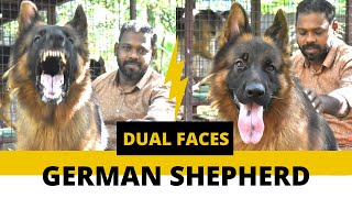 Massive German Shepherd King | Dual Face | KCI Registered - Nanba Kennels by Nanba Kennels 74,799 views 1 year ago 8 minutes, 7 seconds