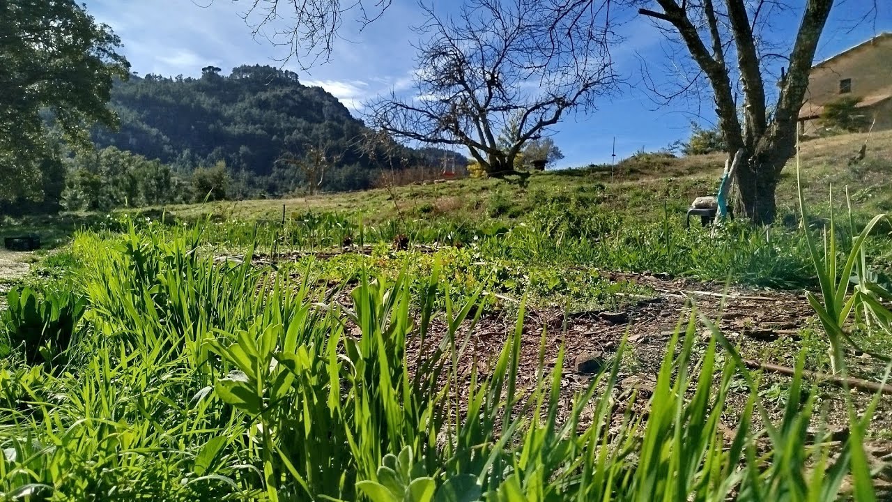 15/2/26 🧑‍🌾 Desbroces 🌱 Huerta y cosecha 🧺