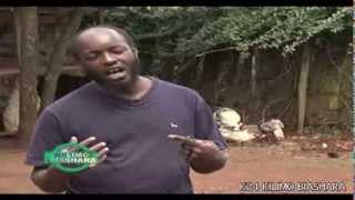 K24 Kilimo Biashara  Quails Rearing Part 1
