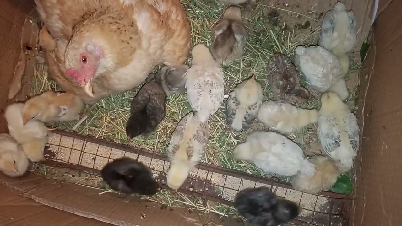 CUCELERİN QİZİL BAXİLMA QAYDASİ 2026 YENI NEW