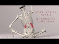 Core Series Part 1: Quadratus Lumborum (3D Animation)