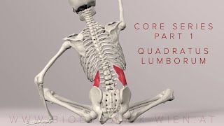 Core Series Part 1: Quadratus Lumborum (3D Animation)