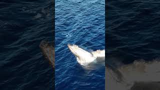 Young Whale Playy Imitates Mamas Splash