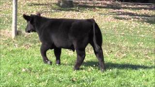 Lot 5 Walks Alone Steer