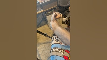 Maximum effort            #photography #marvel #deadpool #actionfigures #shfiguarts #toyphotography