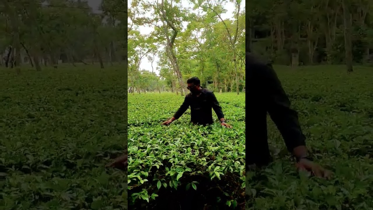 শ্রীমঙ্গল চা গবেষণা কেন্দ্র Tea Research Center inside Sylhet
