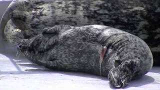 アザラシの赤ちゃんカイカイ〜Harbor Seal　Baby
