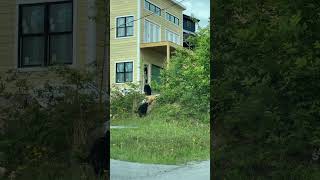 Bear Family Approaches Newly Constructed House