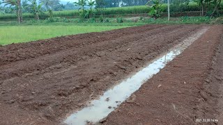 Correct Chili Bed Standards Safeea Official