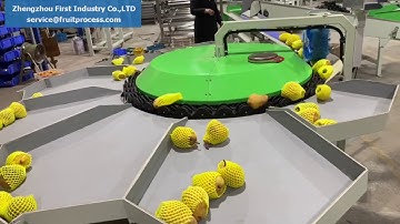 Pear sorting machine，apple pear grading and sorting
