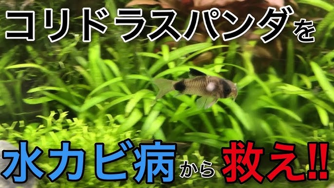 水カビ病の治療 Rokers Tv 0062 金魚 熱帯魚 水換え ろ過 Youtube