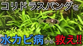 はじめての薬浴 ｱｸｱﾘｳﾑ ｺﾘﾄﾞﾗｽ 熱帯魚 ピロピロ寄生虫 Youtube