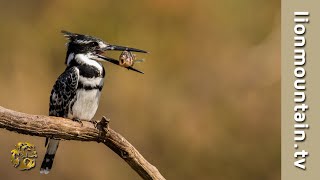 Pied Kingfisher hunting fish in split second. by Lion Mountain TV 1,560 views 6 months ago 1 minute, 56 seconds
