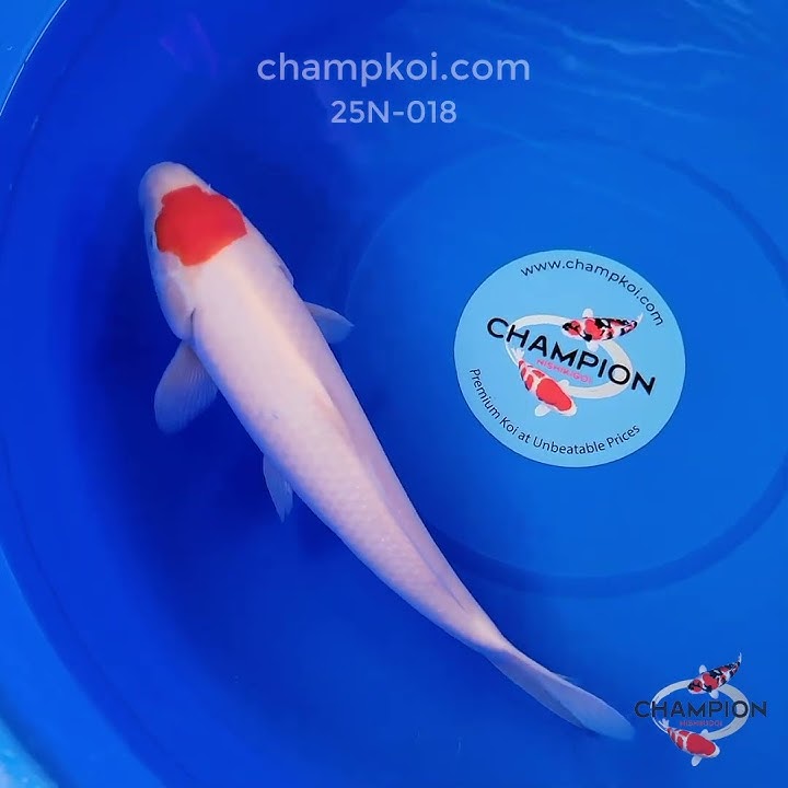 Hoshikin Tancho Kohaku 33cm 1yr | For Sale ChampKoi