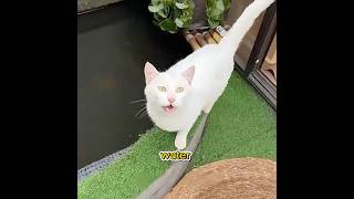 Have you ever seen an ecological fish tank like this?#pet #funny #shuorts