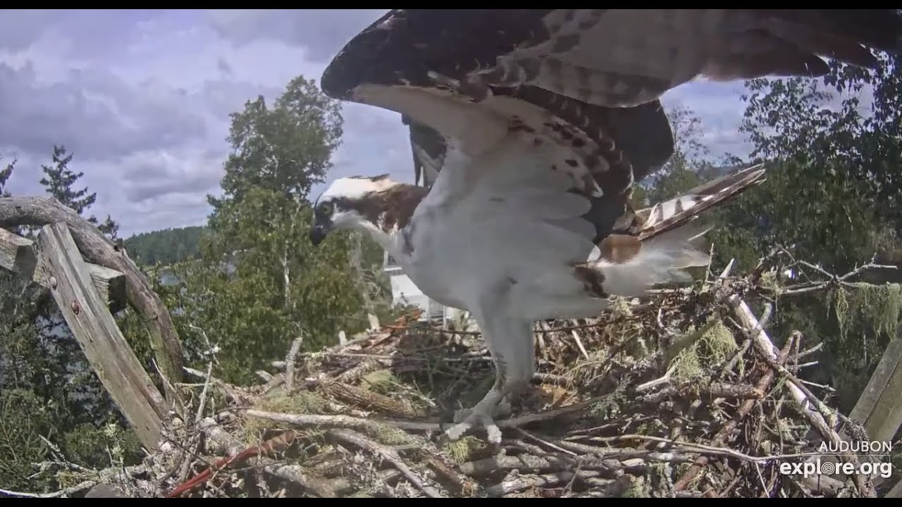 Hello, Steve! - Hog Island Osprey Nest/explore.org 2021 08 20 - YouTube