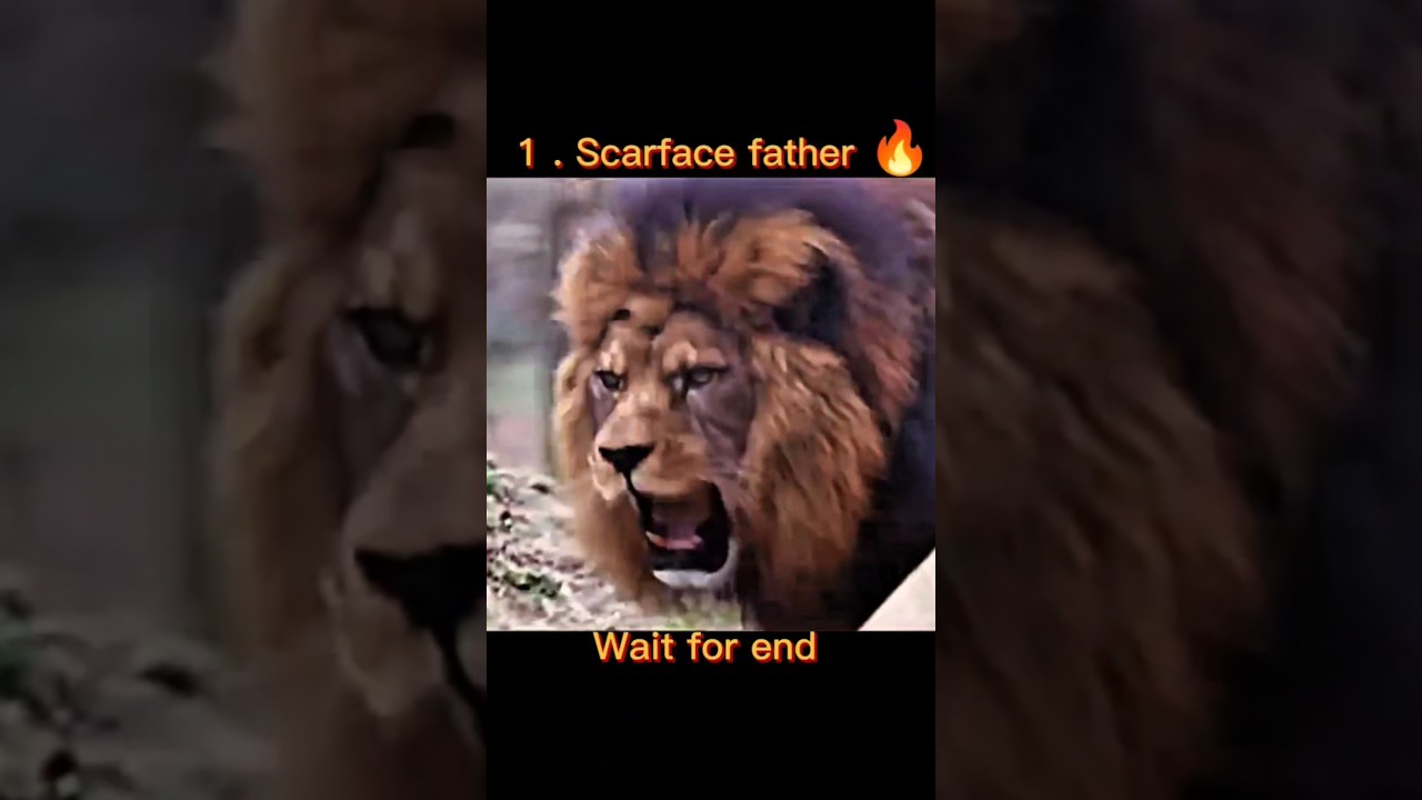 TOP 4 { Lions } 🔥 Powerful sound ☠️ 