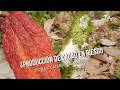 ¿Producción de cacao en riesgo por el cambio climático? - TvAgro por Juan Gonzalo Angel