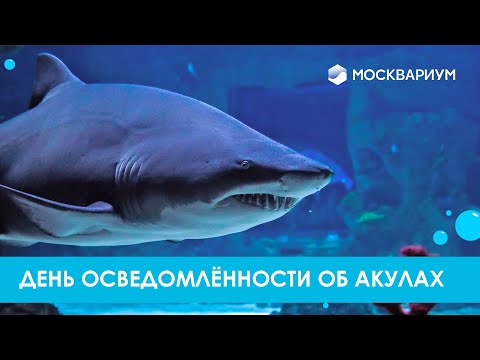 Акулы в Москве. От зебровой до песчаной тигровой