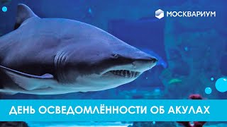 Акулы в Москве. От зебровой до песчаной тигровой