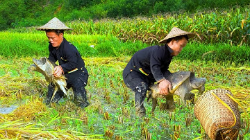 Dwarf Family Discovers Giant Turtles in Rice Field While Harvesting Peanuts