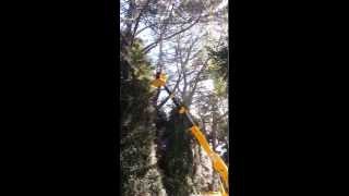 Rescuing Archie The Jack Russell