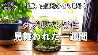 【70代を生きるNo.169】グッピー達に新しいお家をプレゼント腰痛で買った昇降デスクと人間工学の椅子で災難()に遭う