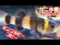 【アクアリウム/熱帯魚水槽】アクアテラリウムに可愛すぎるハゼを追加、水槽が楽しくなった/バンブルビーゴビー、生き餌大好き＝ブラインシュリンプの一番簡単なわかし方/ボルネオプレコ とナゾのプレコ 追加